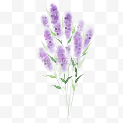 薰衣草紫色花卉图片_一束紫色薰衣草