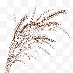 小麦线图片_线描麦穗