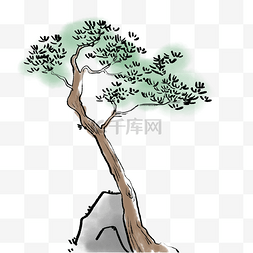 国画植物松柏树