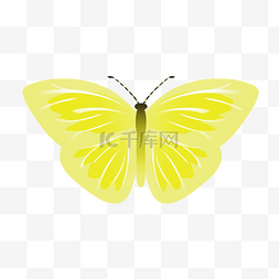 唯美黄色蝴蝶插图