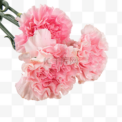 38花卉图片_女神节粉色康乃馨花卉