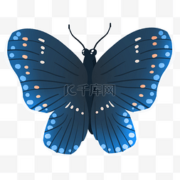 深色的蓝色蝴蝶插画