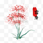 霜降节气彼岸花插画