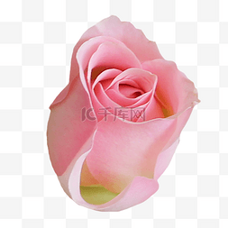 粉色实物花图片_粉色玫瑰
