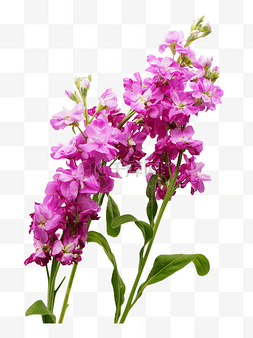 紫色紫罗兰花枝
