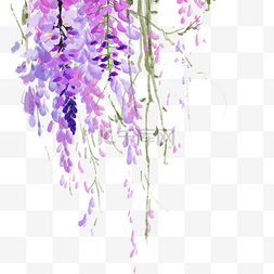 紫藤花植物冬天花瓣