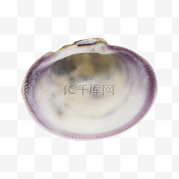紫色海鲜蛤蜊壳