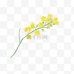 油菜花手绘素材图片_一簇油菜花手绘插画