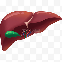 卡通人体器官图片_肝脏人体器官