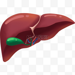 人体下半身图片_肝脏人体器官