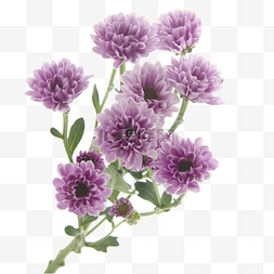 紫色大丽花