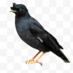 黑色小鸟乌鸦