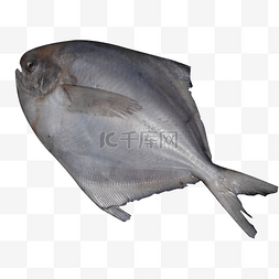 海鲜类食物图片_一条新鲜的鱼免抠图
