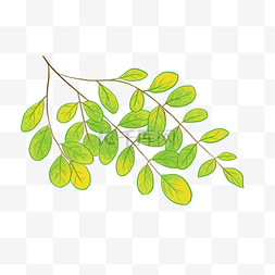 叶子藤蔓卡通图片_藤蔓的绿色叶子插画