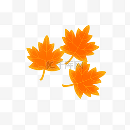 漂浮的枫叶图片_秋天的枫叶