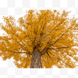 秋天热点风光银杏树