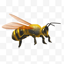 采蜜小蜜蜂图片_小蜜蜂采蜜