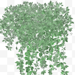 盆栽绿色的爬山虎植物