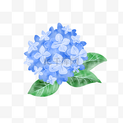 水彩蓝色花卉