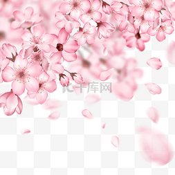飘落的粉色樱花和花瓣