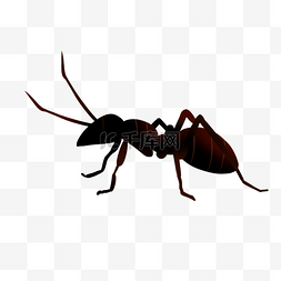 矢量蚂蚁免抠图PNG