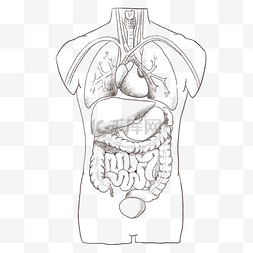 线描素描人体内脏