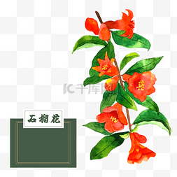 艳丽图片_花类中草药石榴花水彩艳丽夏花