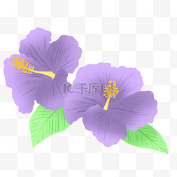 牵牛花图片图片_紫色牵牛花花草