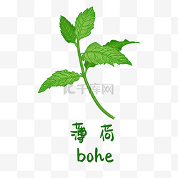 药材图片素材图片_手绘彩色中药薄荷药材