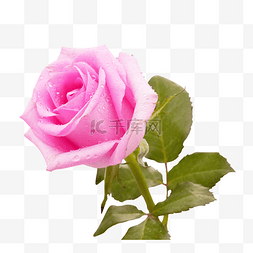 一枝花瓣图片_一枝粉红色玫瑰