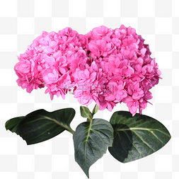 粉色花朵盆栽图片_粉色绣花球