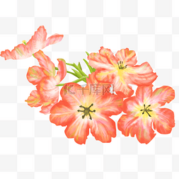 插画花卉植物图片_花卉植物红色花朵绿叶青草自然手