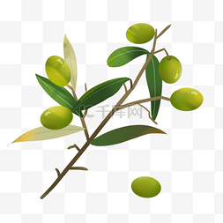 写实风格画图片_写实风格绿色橄榄树枝
