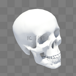 头骨模型图片_人体头部骨骼模型