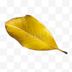 一片黄色树叶图片_一片黄色落叶