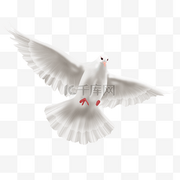 创意设计可爱鸽子图片白色