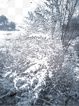 植物雪花图片_大雪覆盖的植物
