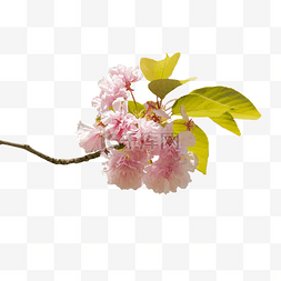一簇粉色的桃花