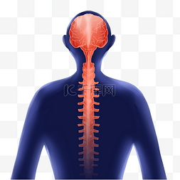 脊椎骨头图片_人体系统脊椎