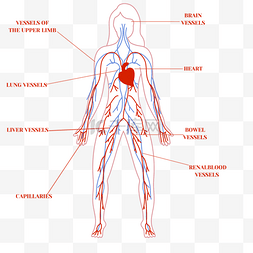 四肢身体图片_手绘卡通红色血管循环身体插画