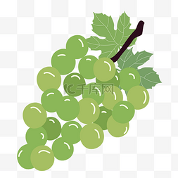 水果提子图片_矢量水果绿葡萄提子