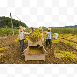 稻子收获收割