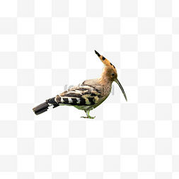 森林飞鸟图片_保护鸟类啄木鸟