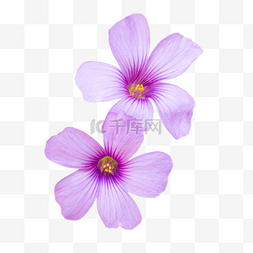 淡紫色绽放苜蓿花四叶草花