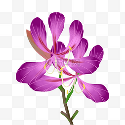 美丽淡紫色鲜花