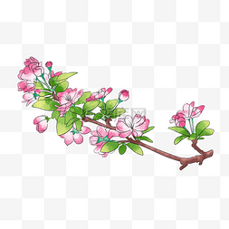 粉色海棠花花枝