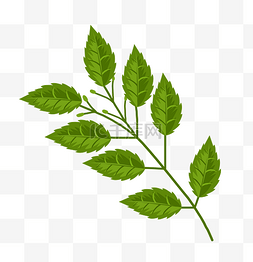 嫩绿色荷叶图片_嫩绿色叶子植物插画