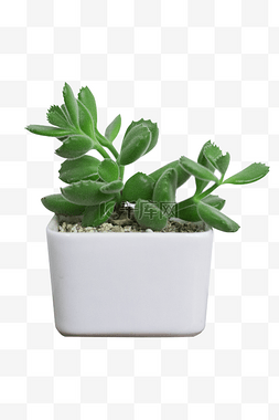 植物盆图片_绿色植物盆栽png