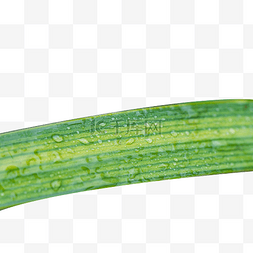 水珠的绿叶图片_绿叶上的水珠