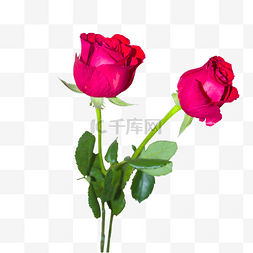 2鲜花图片_2多红色玫瑰花